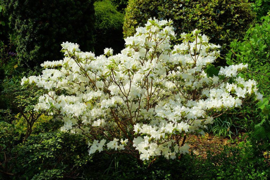 Rhododendron busk med hvide blomster