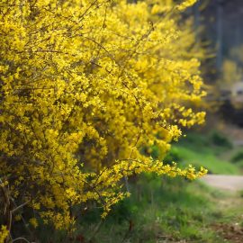 Forsythia busk med gule blomster